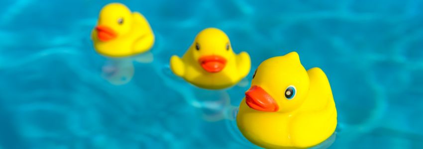 A bunch of rubber ducks floating on a pool.
